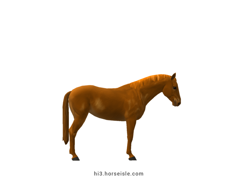Canadian Sport Pony Bright Chestnut Coat (right view)